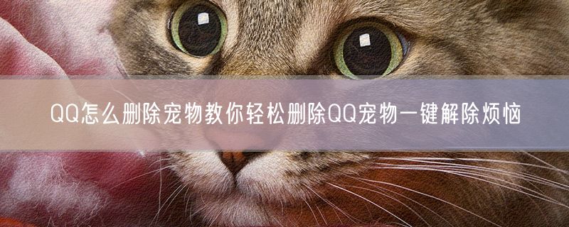 QQ怎么删除宠物教你轻松删除QQ宠物一键解除烦恼
