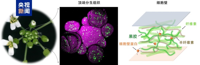 中国科学家破解植物再生密码 揭示细胞壁调控机制